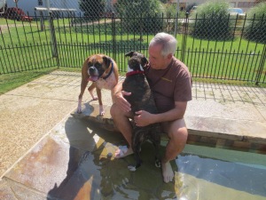 Roxie & Rex check out the pool