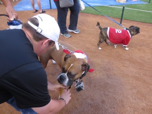 Rex chosen for reporting at Texas Rangers Bark in the Park